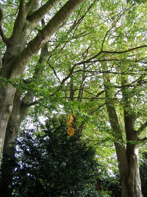 Surrounding Caldicot Castle were lovely big trees.  I though this single autumn leaf on an otherwise green tree was worth a shot!