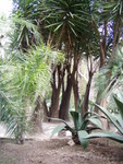 Another view of the yuccas.  It was a spiky place to be, you needed to be careful not to get poked by the leaves!