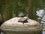 And turtles as well, including some very cute wee'uns!