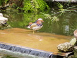 Bird-spotters please email me with the name of this zany-feathered duck!  The species name, that is...