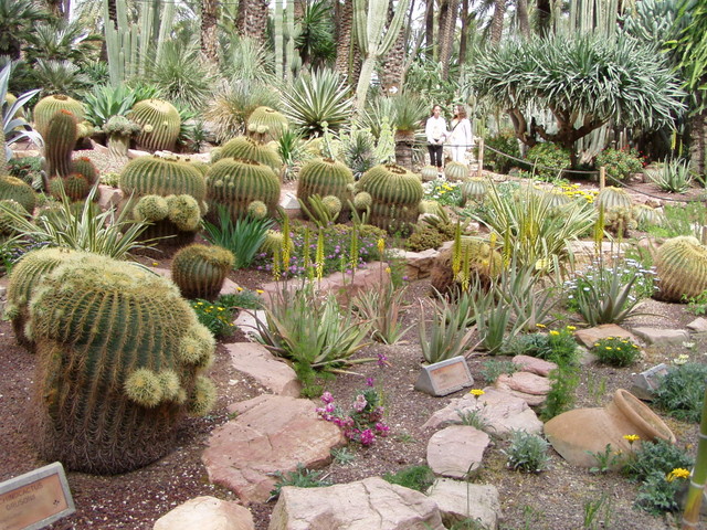 At Elche there was a truly fabulous collection of cacti grown outdoors - any volunteers for weeding duty??