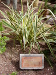 Another Kiwi conquering the world! Also at the palm garden at Elche.