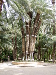 This fantastic palm tree, the main attraction at this palm park, is over 100 years old and has several other palm branches that sprouted from the base of the main trunk - they are not grafted in.  The branches start about 2 metres up the original palm trunk.  We are so accustomed to seeing only a single trunk, it was quite amazing to see a palm tree like this.