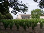 At the top of the citadel walls was - of all things - a small vineyard!