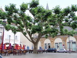 In another square in Millau was this rather enormous tree!