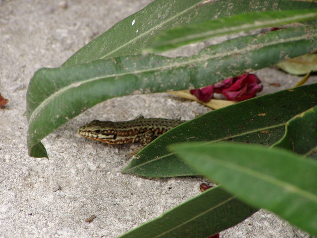 On the way back from walking the walls, Tim spotted this wee fella trying to get some sun (shade?).