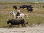 Another of those 3 things in the Camargue - black bulls, here being wrangled by a Camargue cowboy equivalent.  It was part of the boat trip...