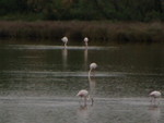 One of the 3 things Karen wanted to visit the Camargue area for - pink flamingos!  Not the best quality pic but that's as good as it gets on maximum camera zoom...