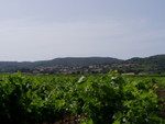 The hillside village of Peret, viewed across the ubiquitous grapevines of the area.