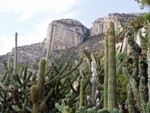 We visited Monaco and the Jardin Exotique (Exotic Garden) where they grow a fairly spectacular array of cacti plants.  It was a very rocky place lots of cliffs and then many building packed in between there and the sea.