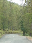 On the same drive, near the highest point at 1670 metres altitude, the forest looked quite different, as in the picture above...