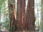 We thought this tree was interesting, lit up through the middle by the sun.