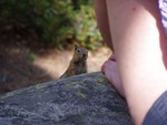 We also met some of the locals at Emerald Bay, namely a Chipmunk (in this case, better known as the “mmm-those-toes-look-good”chipmunk). A more classic locals shot is the next photo...