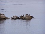 Wildlife looking out from the Monterey Bay Aquarium. You can make out the Seals and the birds.