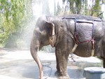 One of the rides that cost a bit extra ($5) was the Elephant ride. Tim and his family went on it, at the beginning you can choose to get wet with the elephant. Most people that went for 'wet' thought is was a great lark especially on an extremely hot day. A pain in the butt if you didn't come along with a change of clothes though!