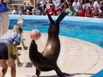 The next show we saw was a seal show done in the style of Gilligan's Island, quite funny and the seals were amazing. The obligatory seal-balancing-a-ball photo...