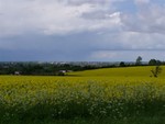 Everywhere around Cambridge was this bright yellow crop (farmers please let us know what kind of crop this is??) in full bloom not long after we arrived in the area.  In this photo you can see Cambridge City in the background, taken from the one hill in the are!