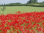 More Poppies....