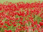 POPPIES!  They're everywhere along the side of the road, in gardens and fields such as this spectacular display of them near Cambridge city.