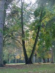 A tree with a split tree trunk.  We thought it warranted a photo...