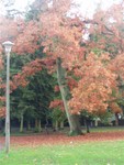 There was some beautiful autumn colour trees at the park including this one.  All tree buffs, sorry we have no idea what sort.