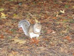 One of the locals in Stroud's Stratford Park.  We're sure it wouldn't look evil and possessed if he didn't have red eyes...