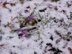 Snow on the spring crocuses!