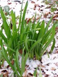 Snow and snowdrops!