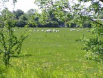 It's a bit country around where we live, you don't have to walk very far before encountering local wildlife.  In this case some local sheep, and in the next photo some local trout...