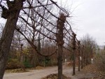 Gardeners at the palace garden have worked hard to lattice the branches of many of the trees in the garden, must look quite spectacular in the other seasons!