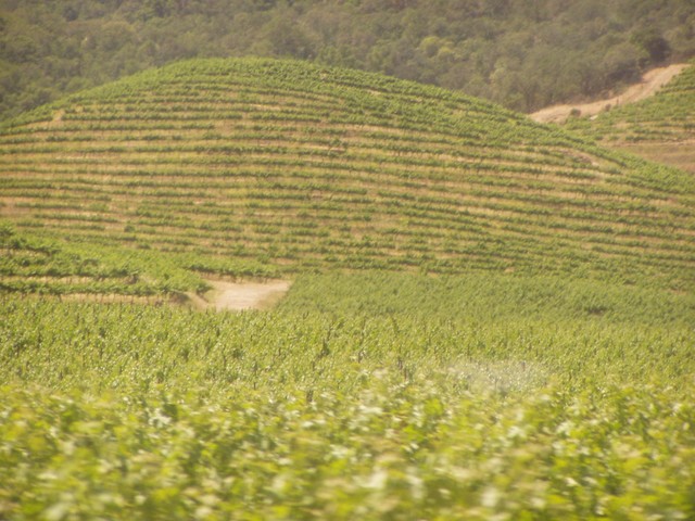 More space-saving grape cultivation...