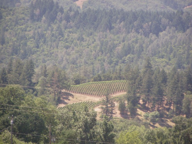 Space for cultivating grapes is at a premium in the Napa Valley and as you can see, every available space is taken even on the hills!