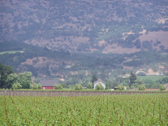 The scenery was very like the rest of California, very dry hills but lots of cultivated areas.  Grapes went for miles along the route...