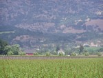 The scenery was very like the rest of California, very dry hills but lots of cultivated areas.  Grapes went for miles along the route...