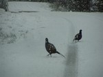 On the way we saw dozens of Pheasants roaming about - here are a couple we prepared earlier....